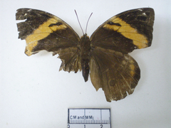 opsiphanes cassina female dorsal