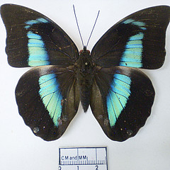 archaeoprepona demophon dorsal