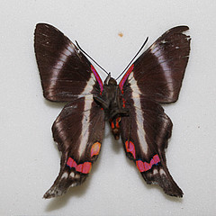 Rethus periander ventral