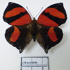 Siderone galanthis male dorsal