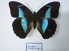 Archaeoprepona licomedes dorsal