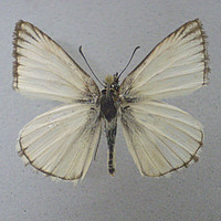 Heliopetes