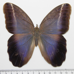 caligo teucer dorsal