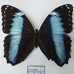 morpho achilles dorsal