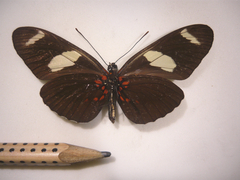 heliconius sara