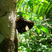 Hypna clytemnestra