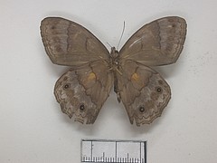 pseudodebis valentina