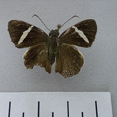 Autochton zarex dorsal