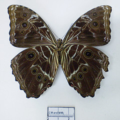 morpho deidamia ventral2