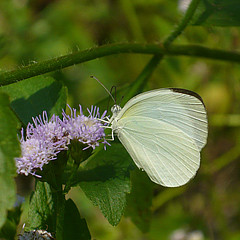 Eurema albula nature