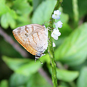 Rekoa palegon