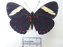 Hamadryas velutina female ventral