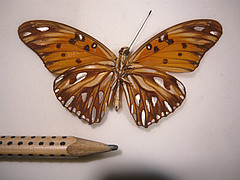 agraulis vanillae ventral