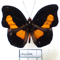 Catonephele acontius male dorsal