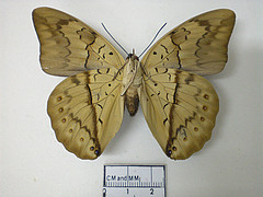 Archaeoprepona licomedes ventral