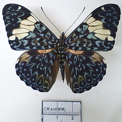 hamadryas amphinome dorsal