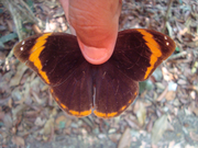 Catoblepia berecynthia