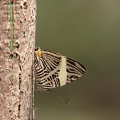 colobura dirce nature