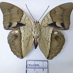 Archaeoprepona amphimachus ventral