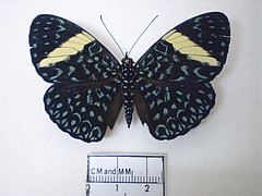 hamadryas velutina female dorsal