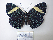 Hamadryas velutina