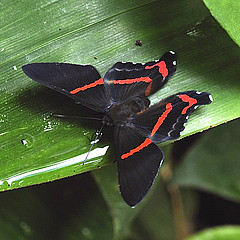 Ancyluris aulestes on leaf