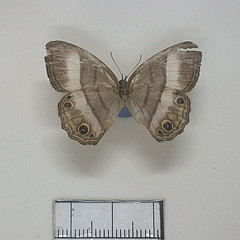 magneuptychia gera male