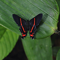 Ancyluris