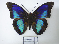 laertes male variant