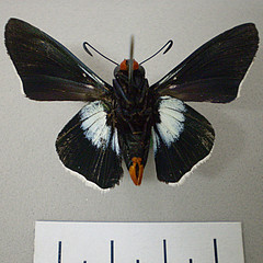 Pyrrhopyge proculus cintra ventral