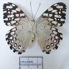 Hamadryas feronia ventral