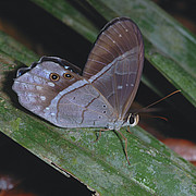 Pierella lena