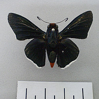 Pyrrhopyginae