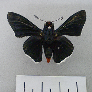 Hesperiidae