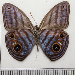 magneuptychia tricolor male ventral