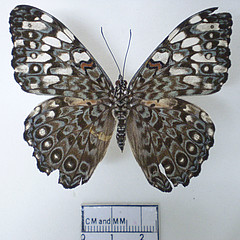 hamadryas feronia dorsal