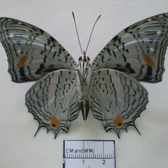 baeotus japetus ventral