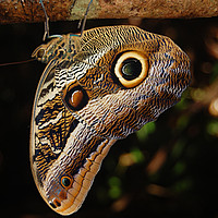 Caligo