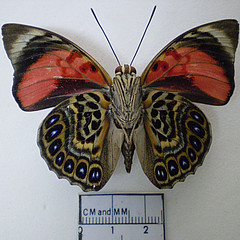 Agrias claudina ventral