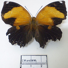 Siderone galanthis female dorsal