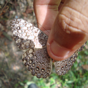 Hamadryas februa Hamadryas februa