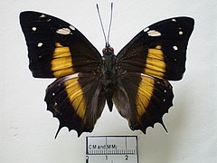 baeotus deucalion dorsal