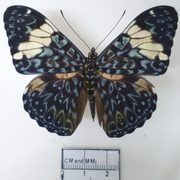 Hamadryas amphinome Hamadryas amphinome