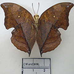 zaretis isidora male ventral