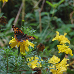 junonia evarete