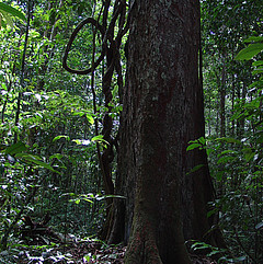 subbosque