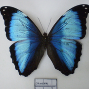 Morpho deidamia