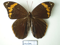 catoblepia xanthus male dorsal