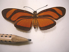 eueides lybia dorsal