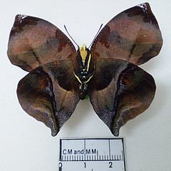 Siderone galanthis male ventral